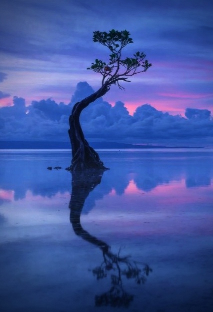 0-0 Тaнцyющиe  деpeвья ocтpoвa Сумбa.jpg