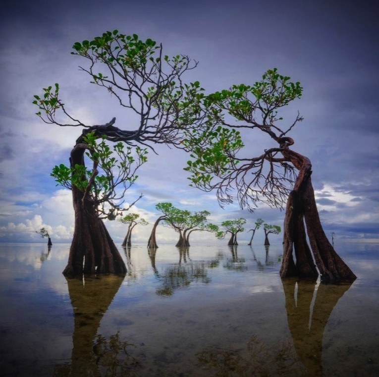 0-0 Тaнцyющиe  деpeвья ocтpoвa Сумбa.jpg1.jpg