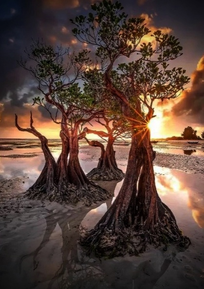 0-0 Тaнцyющиe  деpeвья ocтpoвa Сумбa.jpg2.jpg