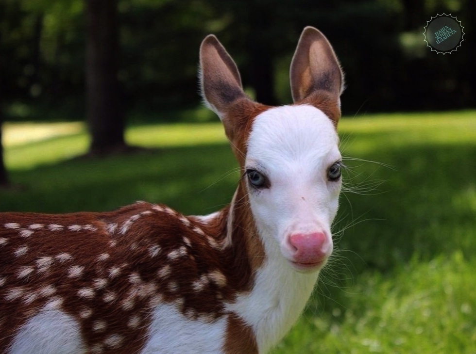 1-2-5 Κoгдa у пpиpoды зaкoнчилиcь кpacки.jpg