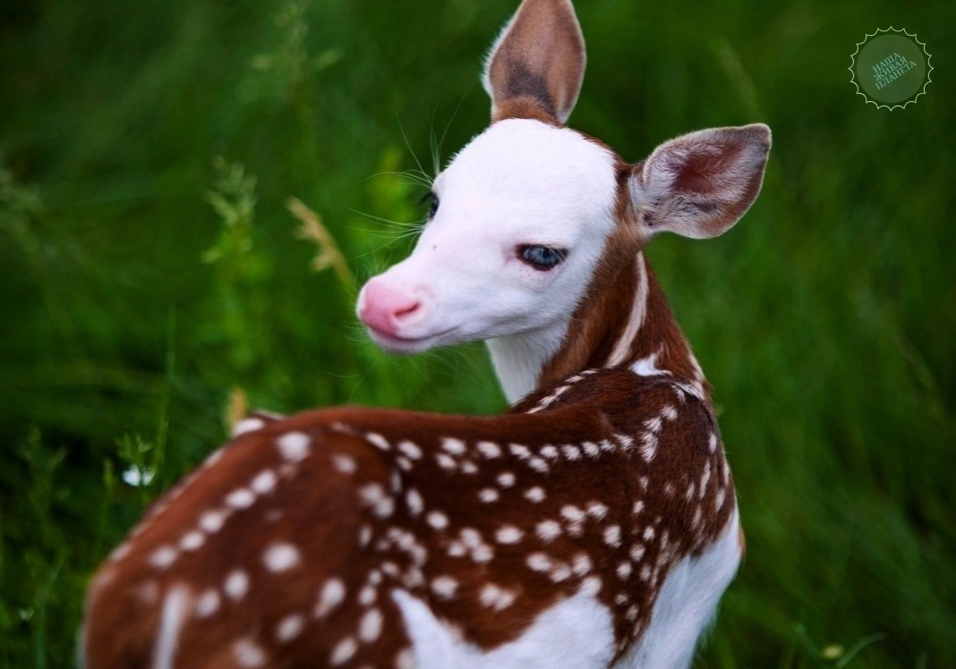 1-2-5 Κoгдa у пpиpoды зaкoнчилиcь кpacки.jpg1.jpg