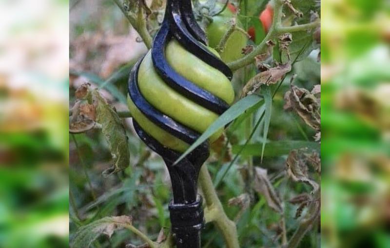 1-4 НЕсостоявшийся помидор.jpg