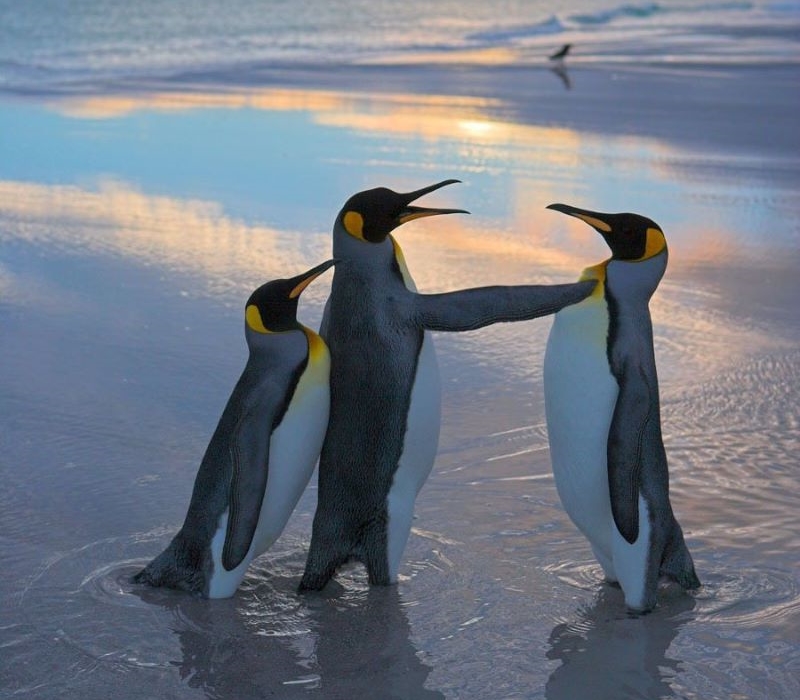 1-41 Ты пошто боярыню обидел.jpg