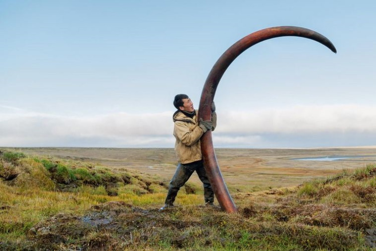 1-5 Это бивень мамонта.jpg