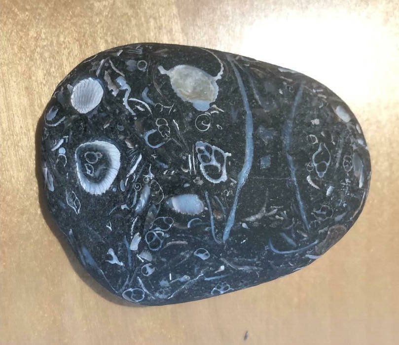 1-5 Казалось бы, что это обычный камень, найденный на пляже. Но он полон окаменевших ракушек!.jpg