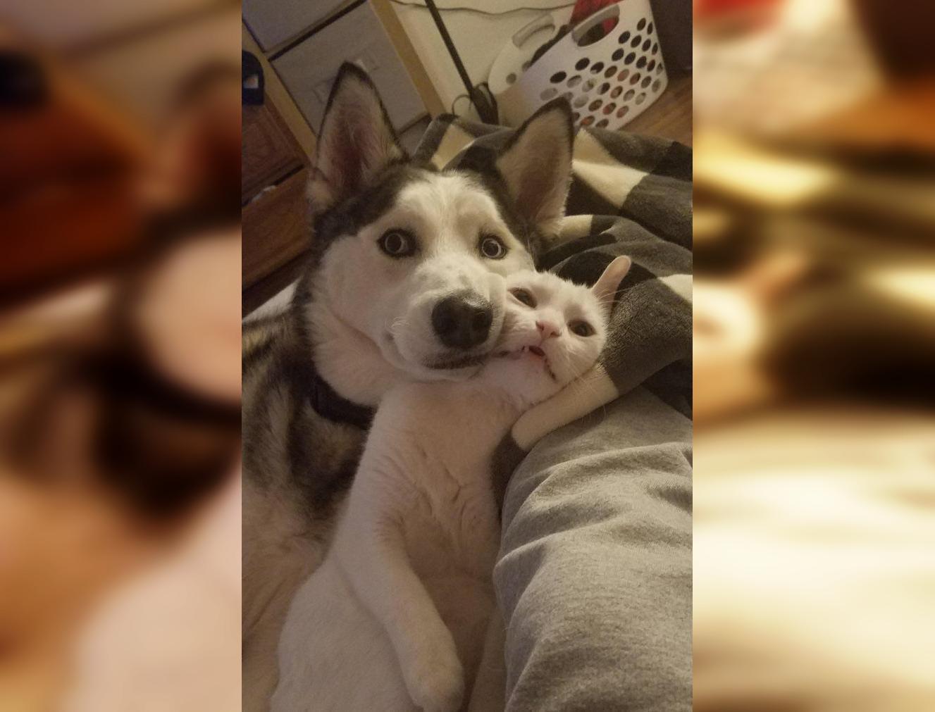 1-55 По коту видно, как он счастлив, что в доме теперь живет собака..jpg