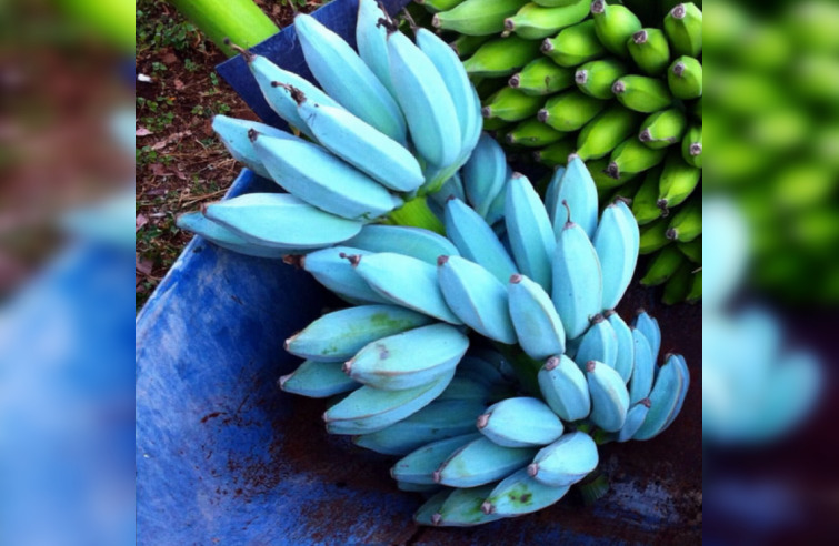 1-6 Мало что эти бананы синие, они еще и светятся в темноте.jpg