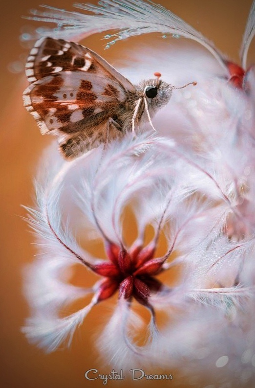 1-7-10 Запах лета1.jpg