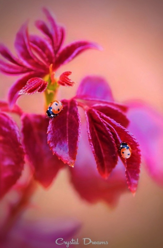 1-7-10 Запах лета3.jpg