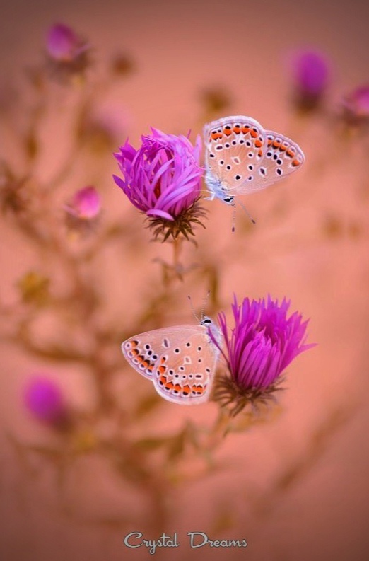 1-7-10 Запах лета4.jpg