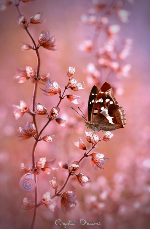 1-7-10 Запах лета6.jpg