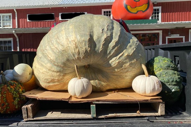 1-7 Лгромная тыква весит 300 кг.jpg