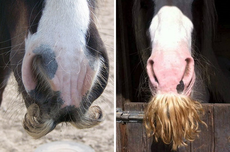 1-7 Существуют кони с красивыми усами.jpg