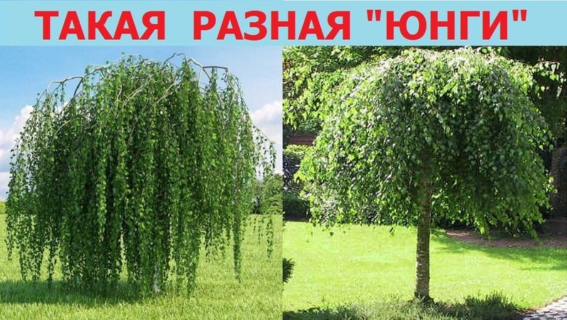 1. юнги.jpg
