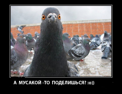 1371880967_g2trxsg8m00 копия.jpg