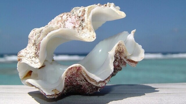 2-0 Ракушка.jpg