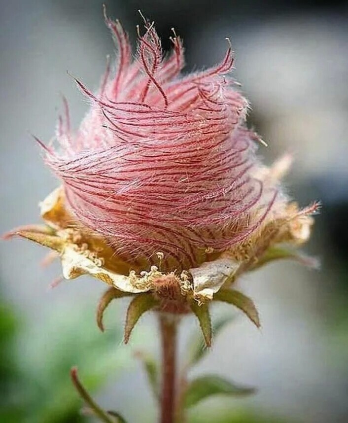 2-0- Роза де Сарон1.jpg