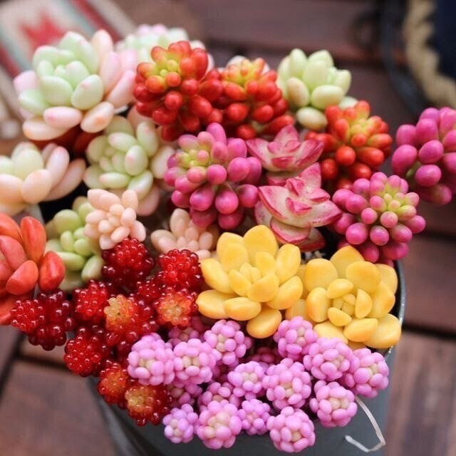 2-0- Суккуленты.jpg