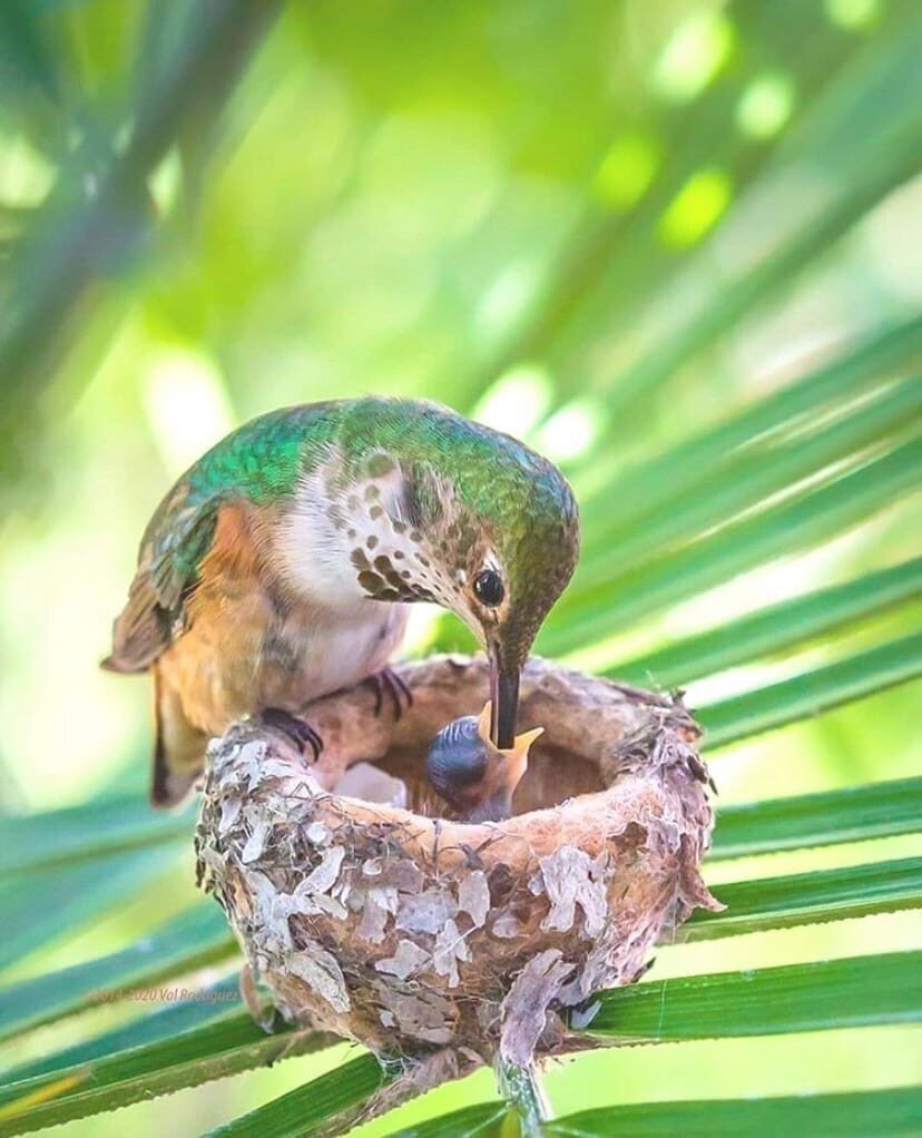 2-0 У колибри-завтрак.jpg