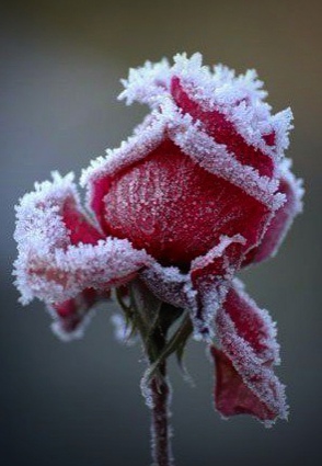 2-6 Замерзшие цветы.jpg