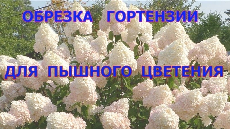3. гортензия.jpg
