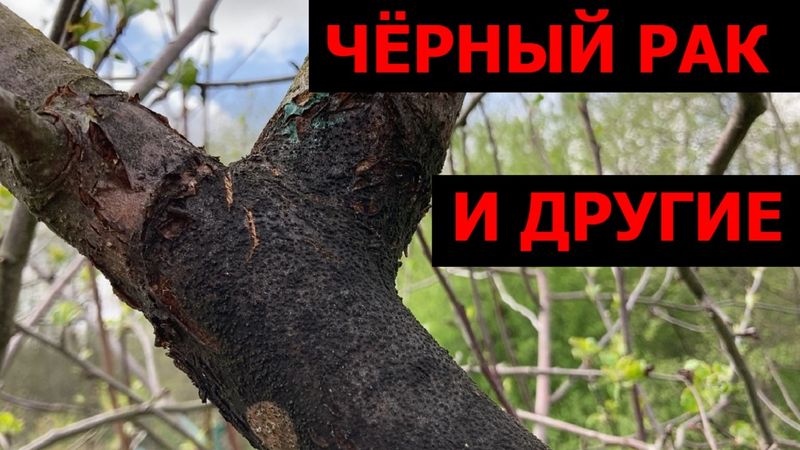 5. болезни плодовых.jpg