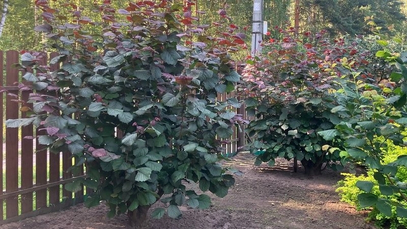 6. фундук.jpg