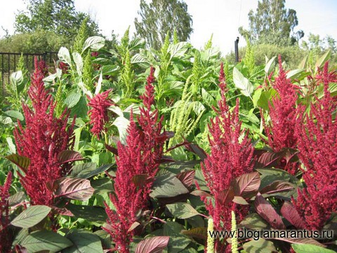 Амарант_виды.jpg