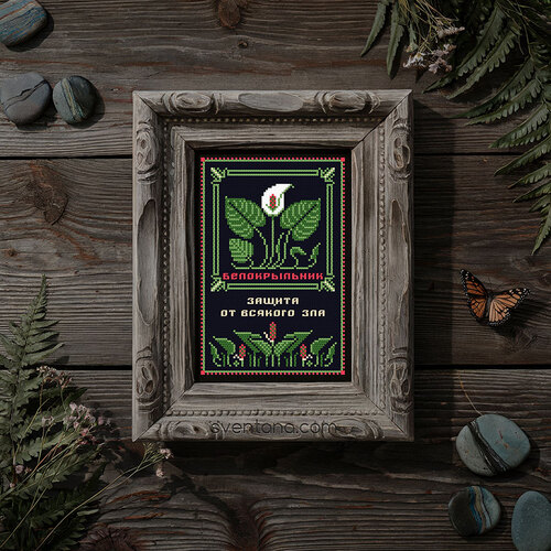 belokrylnik_900 (1).jpg