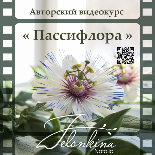 Без имени.png