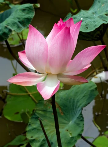 Без имени.png