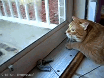 Cat V.S. Squirrel - ПРОБА!!!!!!.gif