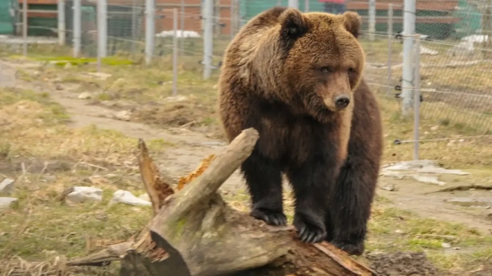 Центры реабилитации диких животных.jpg