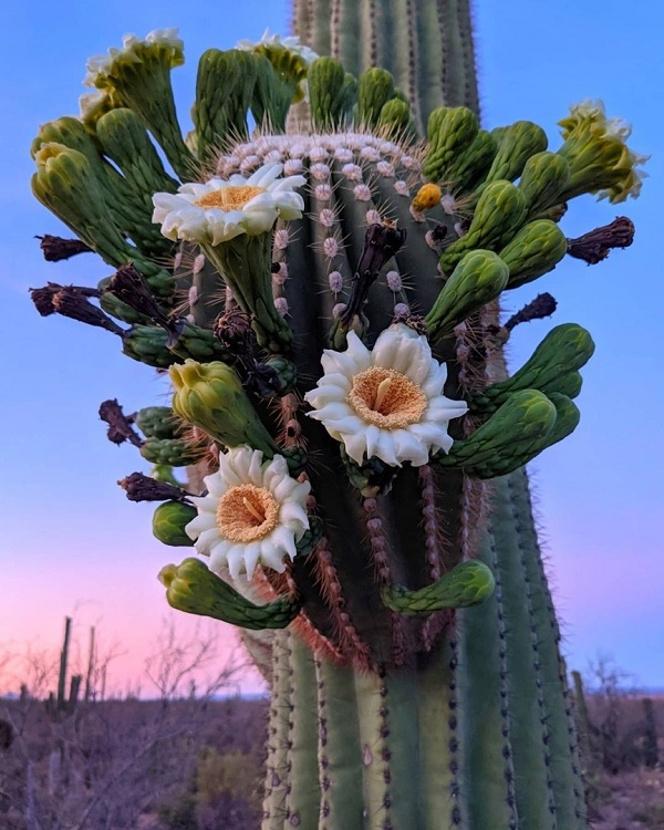 ч-0 Его величество кактус.jpg