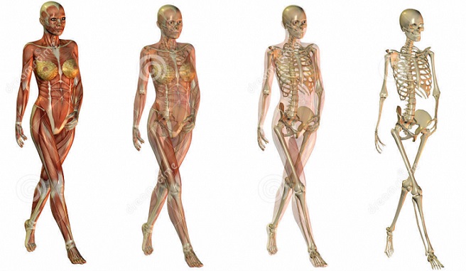 female-bone-anatomy-female-body-anatomy-bone-anatomy-human-body-1-1.jpg