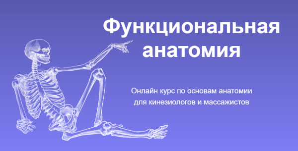 Функциональная анатомия..png