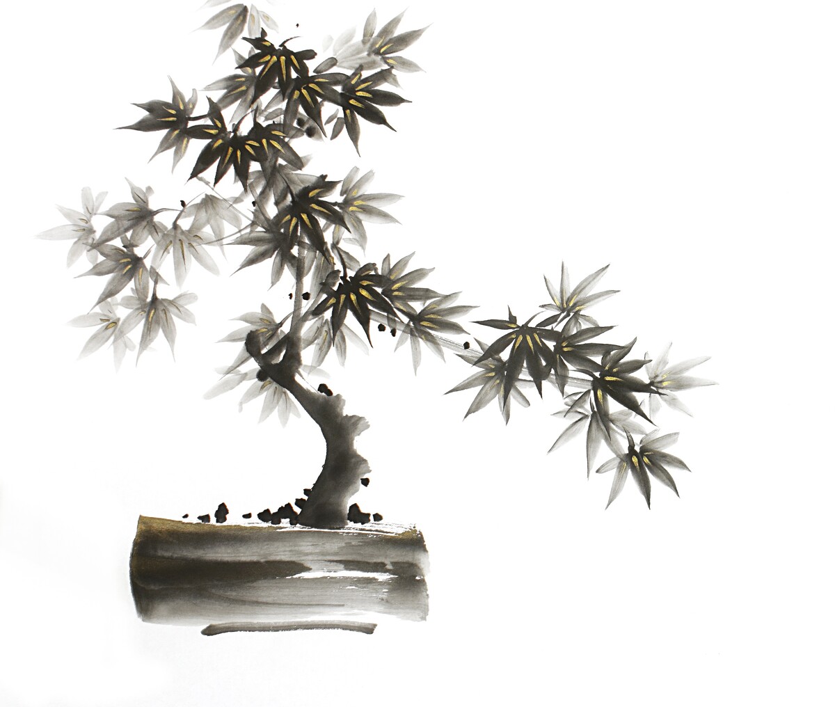 клен бонсай.jpeg