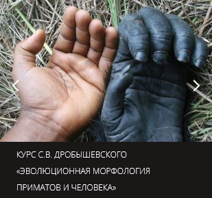 Курс С.В. Дробышевского Эволюционная морфология приматов и человека - Центр Архэ.png