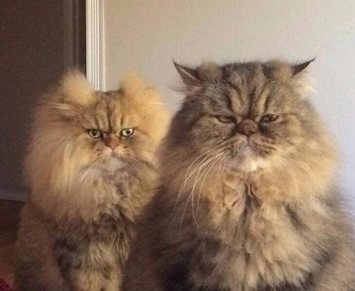 Муж и жена одна сатана.jpg