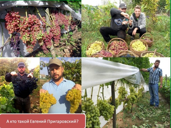 Органический Виноградный Интенсив с Е. Пригаровским. Коробочная версия2.jpg