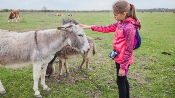 Правила безопасности при встрече с животными.jpg