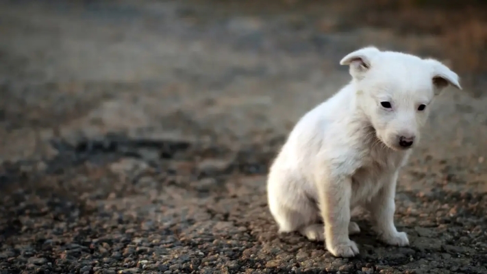 Проблема жестокого обращения с животными.jpg