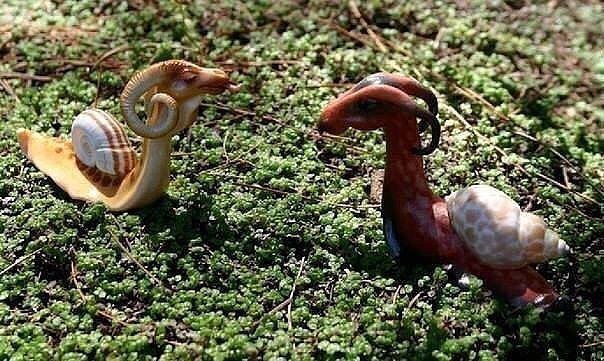 Самые необычные моллюски в мире - драконьи улитки, названные так из-за необычной формы головы..jpg