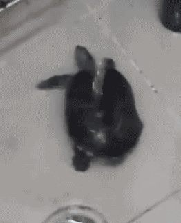 Turtle Twerking World Champion 2014.gif