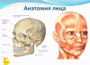 анатомия лица.png
