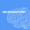icon_neuroanatomy-min.png