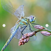 Стрекоза.png