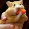 Хомячок