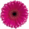gerbera_84
