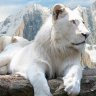 White Lion